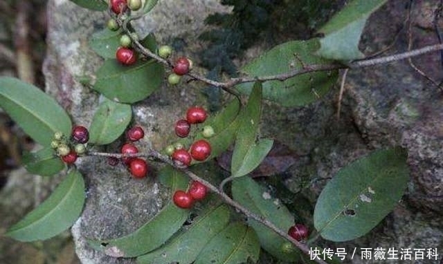 农村|农村常见的野果子,长相似樱桃,儿时当零食,今一斤50元抢着买