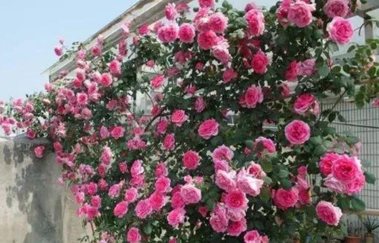 家有院子,一定要养4种花,花大色艳很漂亮,谁养谁爱