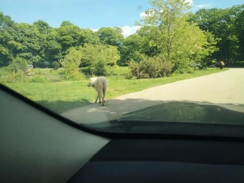 疫情|疫情期间的周末娱乐,留学菌带你逛逛野生动物园