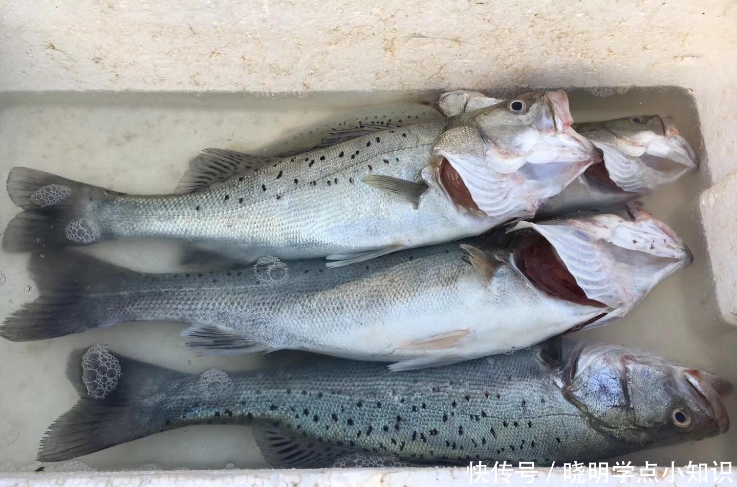  鲈鱼并不是越大越好！买鲈鱼牢记这4点，连卖鱼摊主都夸你懂行