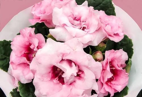 阳台|3种喜阴花，搁在北阳台，少晒太阳，少管它，枝繁叶茂开满花