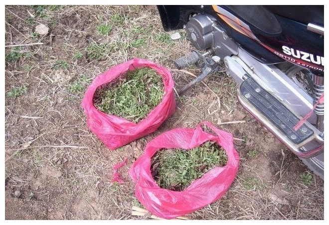 鲜嫩|含钙量是牛奶的9倍,人称“野菜之冠”,曾多次入选国宴,别错过