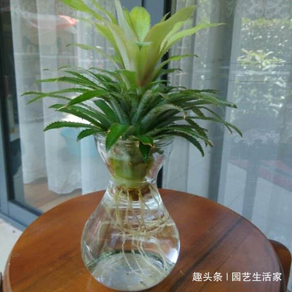 吃剩的菠萝头别扔，不用土，插水里就活，一年还能结出菠萝来！