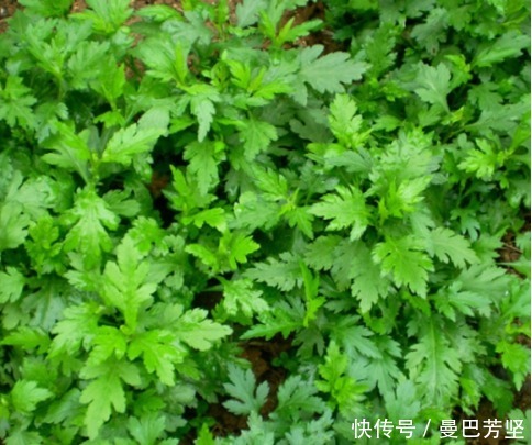 12种可食用野菜,怎么做都好吃,再不挖点尝尝,就要老了