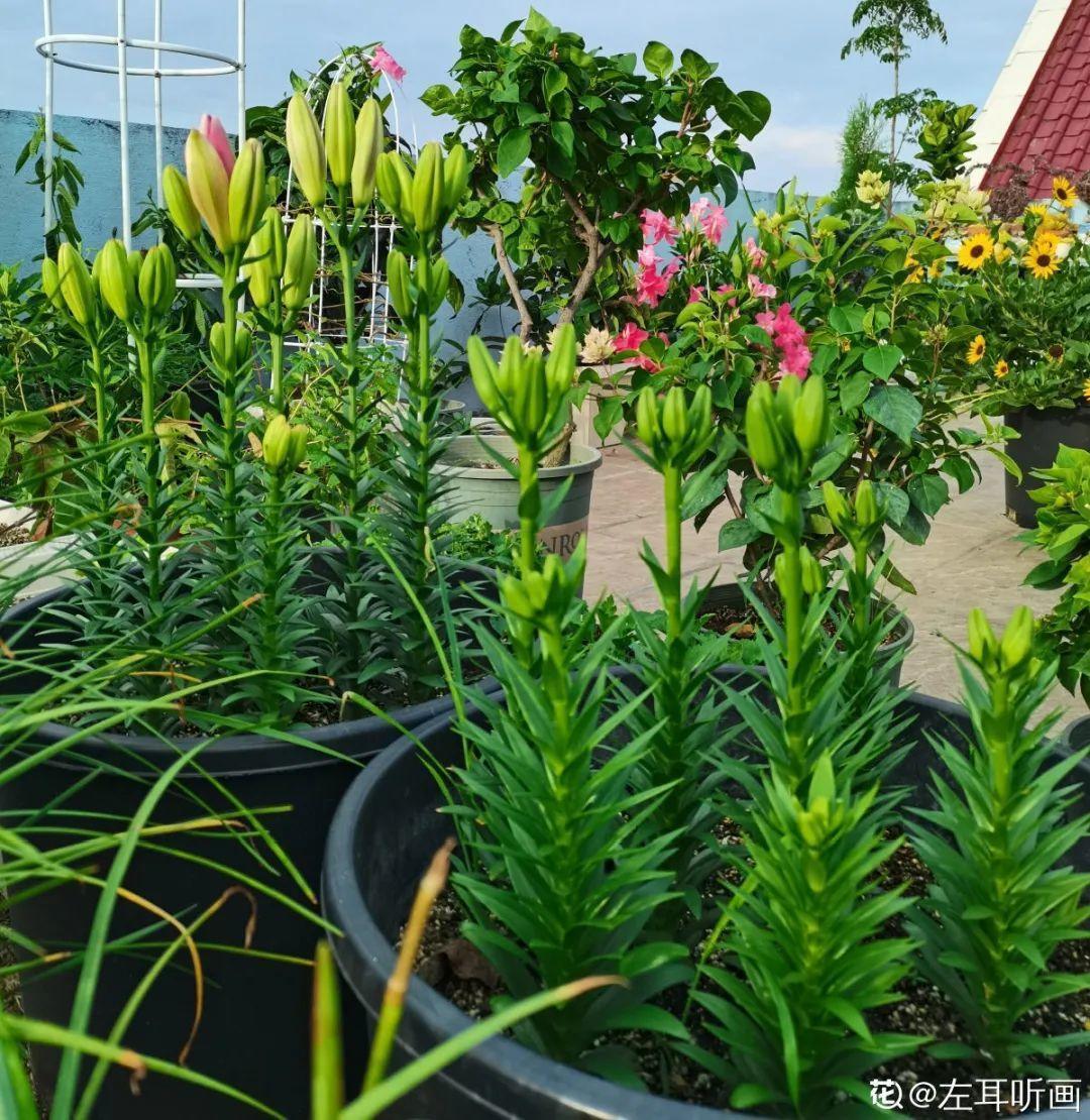 枯萎|9种花是富贵命,必须大盆养,小盆养会憋死