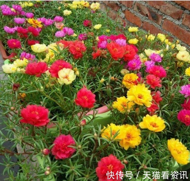 铁海棠|4种花现在养刚刚好,开花很漂亮,浇水就疯长,夏季也能疯长不停