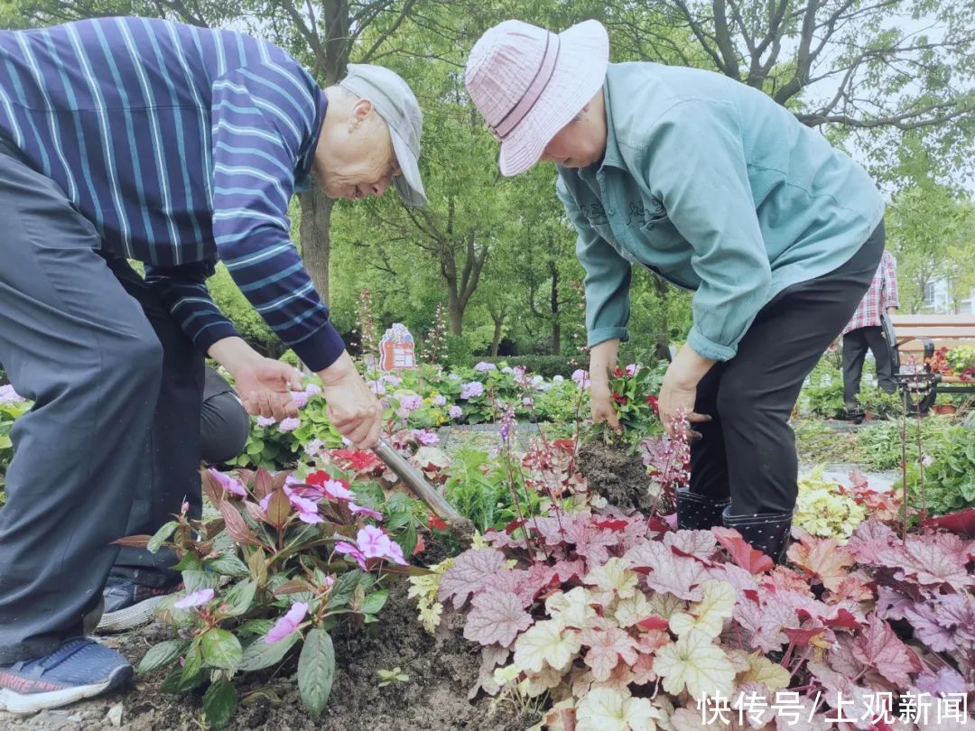 花园|从菜地式种植到花园式管理 睦邻花园与社区园艺师擦出美丽“花火”