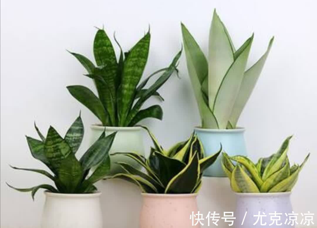 温馨|5种养人花,建议卧室养一盆,促睡眠“养精神”,温馨又大气