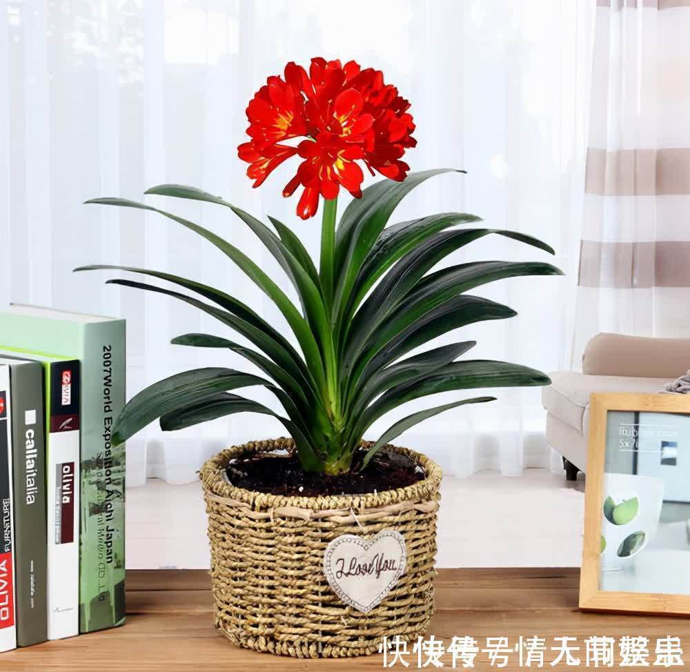 吉祥|12种花,建议养一盆,不仅吸收废气,还有“旺财添福”的美好寓意