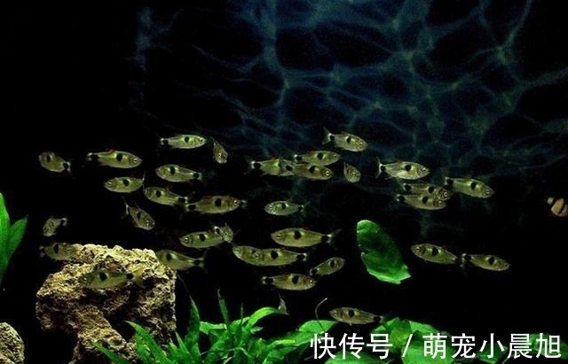 马克吐司|比孔雀鱼更易饲养的小型鱼,性格凶猛、群游性强,一般养不死