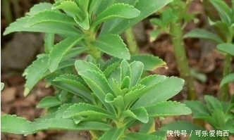 救心菜救心菜|这些野菜是血压和血脂的克星，还抗癌、美容，抗衰老，可别错过了