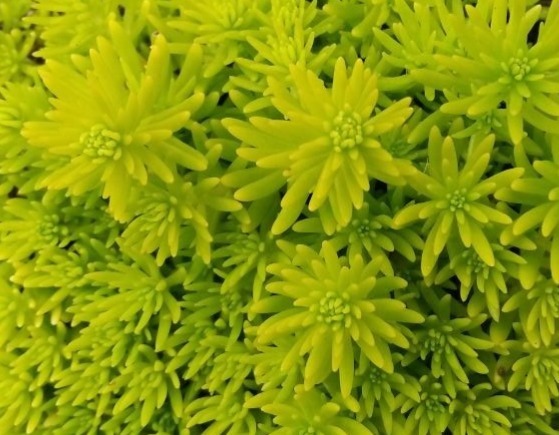 在家养花总是养不活,试试这些花草,易成活生根快,开花爆满