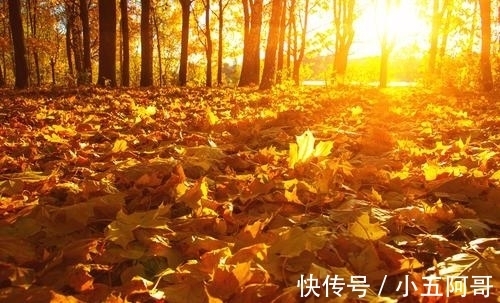 花儿!朱淑真感慨桂花未开,于是写诗催促,全文跌宕起伏,充满深意