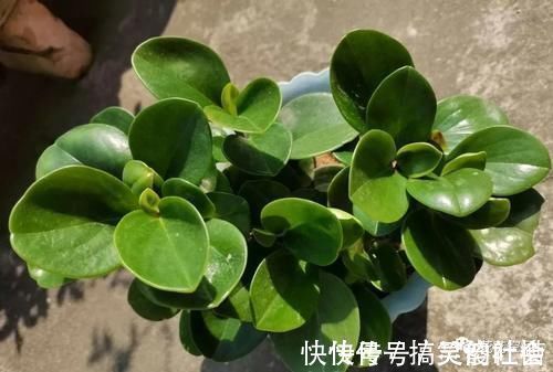 花根|5种网红懒人盆栽，浇水越少长得越旺，勤快人一般都养不好！