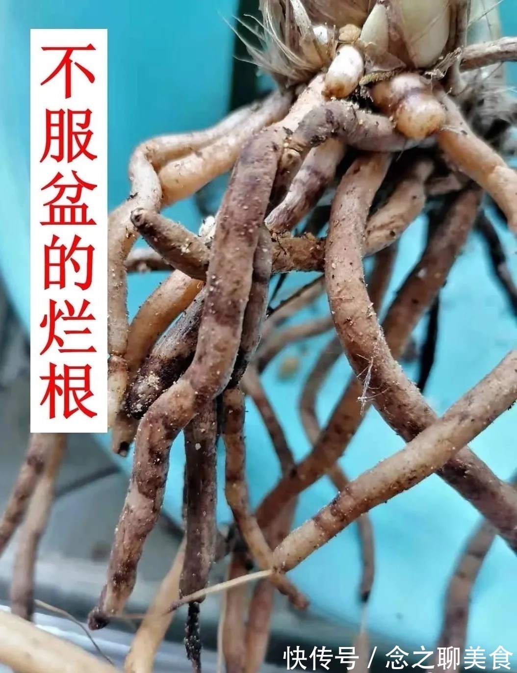 梅雨季节|梅雨季节室外养兰花，如何有效避免烂根？这个技巧值得收藏