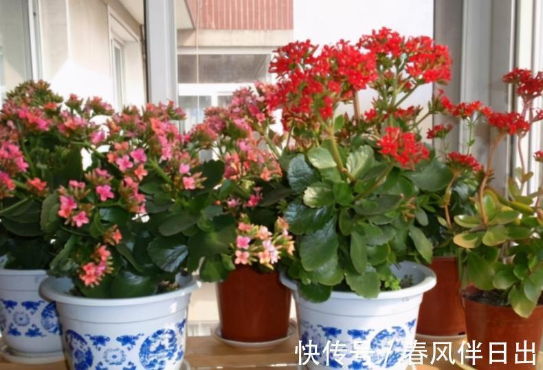 长寿|初秋养长寿花,盆栽该怎么催花?满足4点,植株呼呼窜花苞