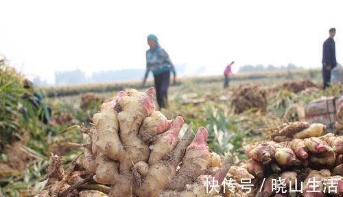 生姜容易放坏?学会4个妙招,生姜又鲜又嫩,久放也不坏