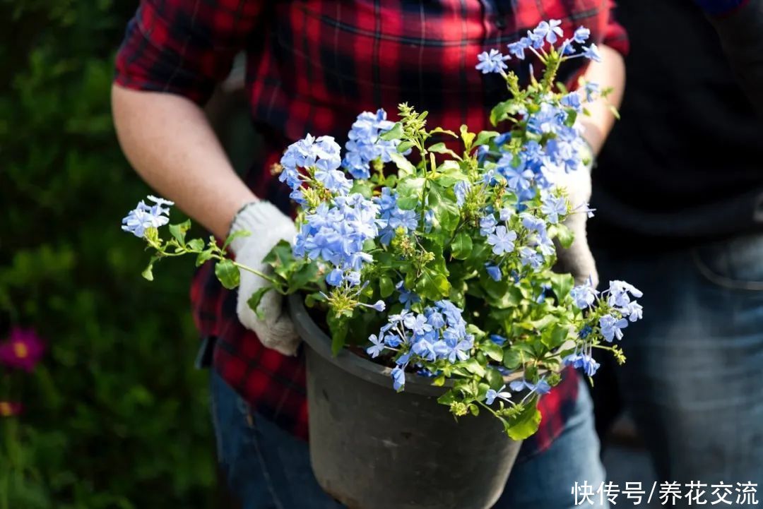 花量丰富，花期极长的蓝雪花，易养好照顾，养成盆栽后长得特别快