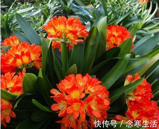 大花球|养君子兰“不要等”,盆里加“1物”,快速出箭开出“大花球”