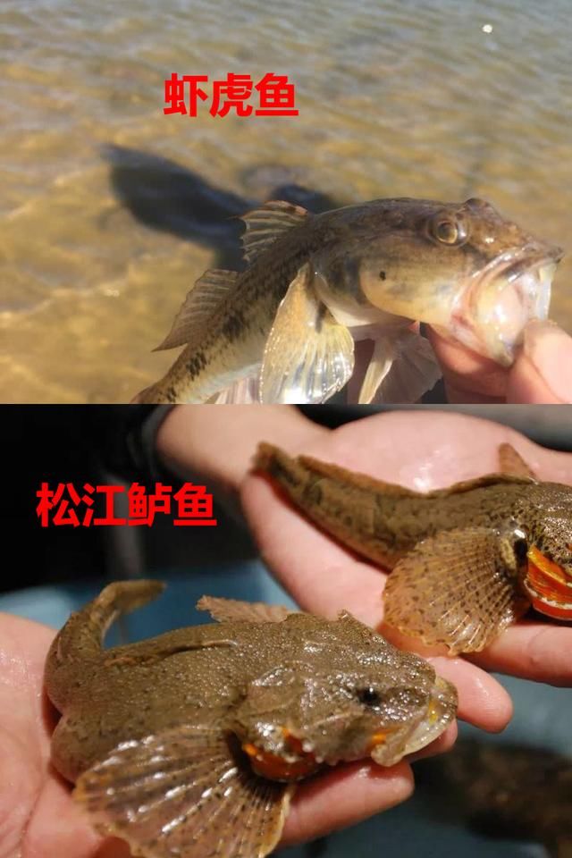 蓑笠哥|九成钓友都会把这几种鱼认错，和牢底坐穿鱼搞混就麻烦了
