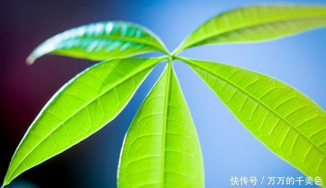 自制一种营养液，比淘米水强10倍，每次浇花用一点，叶子油亮乌黑