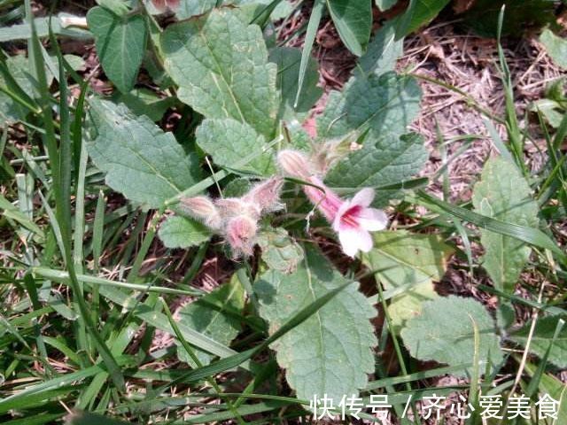 煲冬瓜汤|农村遍地都是野生地黄,专治糖尿病、高血压、耳鸣,少有人知