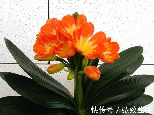 用塑料瓶、油桶做容器种植生姜,牢记处理要诀,食用、赏花不愁