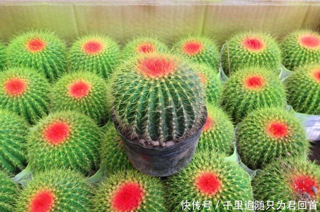 妙招|仙人球极具观赏价值,怎么养才好几个小妙招轻松解决