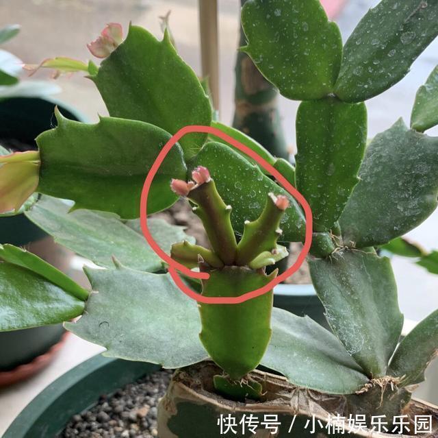 4种花“趁早”剪，把枝条、叶子全剪了，长得密、开花早