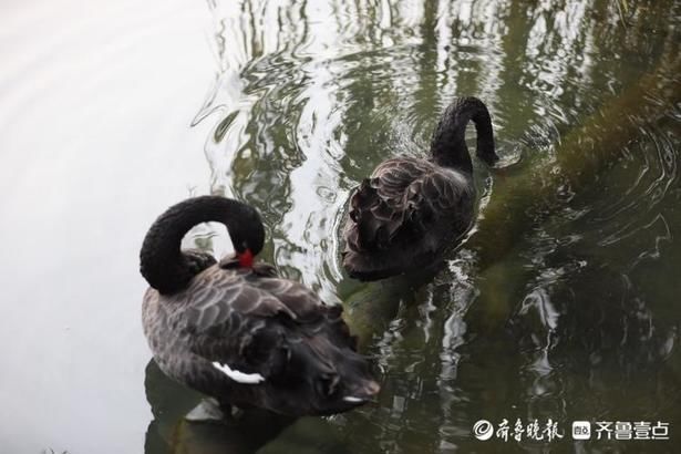 惬意|情报站｜舒服！济南百花洲黑天鹅享受冬日阳光，惬意自在水中游