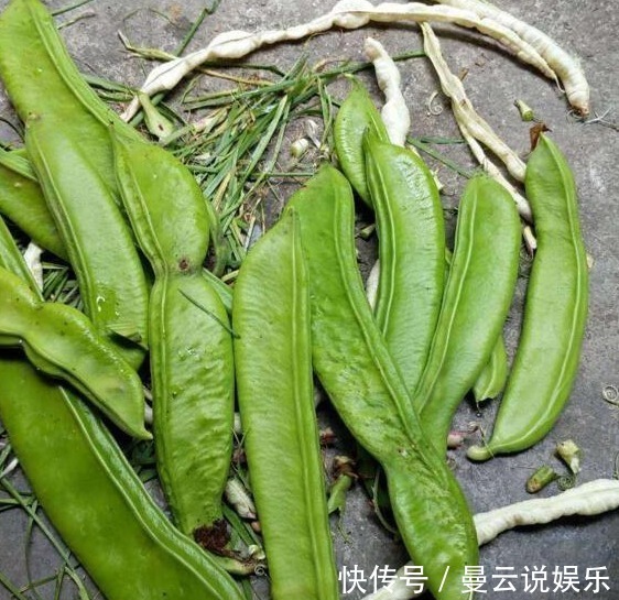 白叟|農村一種神奇蔬菜，不僅是癌細胞克星，奶奶小時候還用它洗衣服