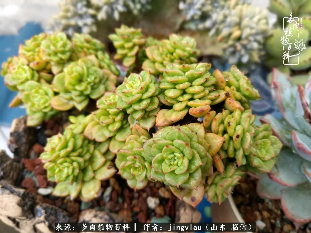 花月|多肉露养度夏,没遮阳没遮雨,有惊无险!