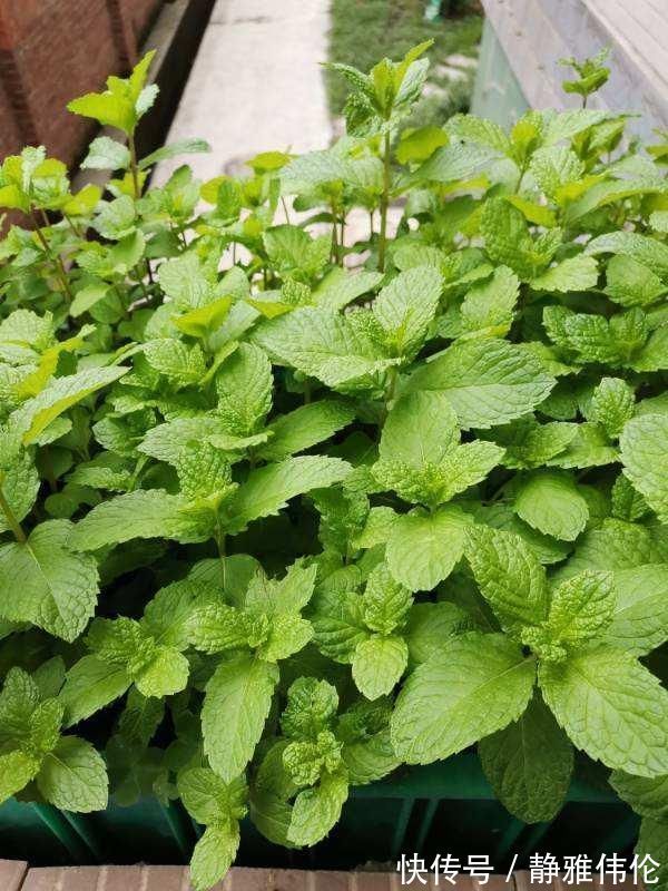 矿泉水瓶|8种花现在扦插,成活率超高,一周就生根