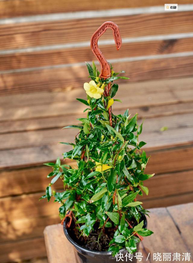 5种“香水花”,如果你喜欢香水味,肯定会迷上它们,太香了