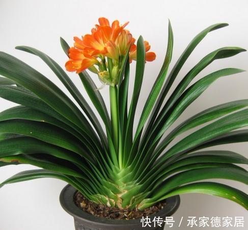 娇艳|这些废料是个宝,浇君子兰,叶绿花艳效果好