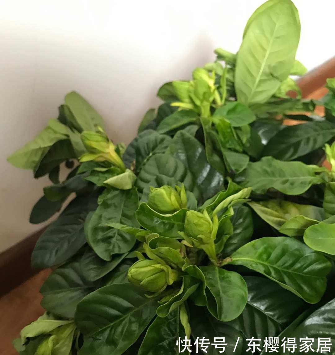 茶花、栀子花、杜鹃花，最爱掉苞黄叶，教你一招解决！