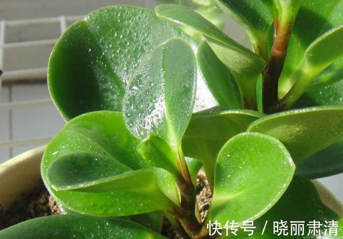 室内养5种观叶盆栽，美观大气，上档次，长势旺，叶片油绿发亮