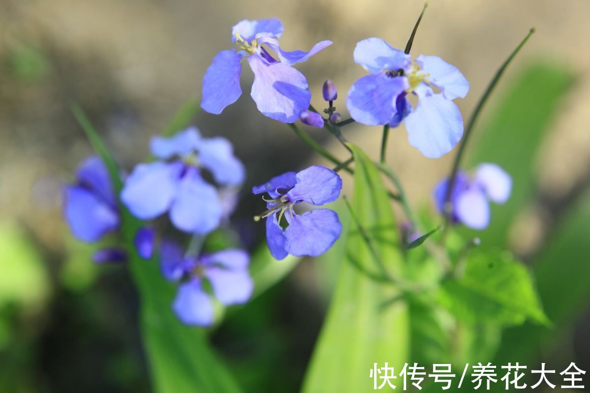 春天适合播种的8种花,撒完种3天冒芽,一个月就开花