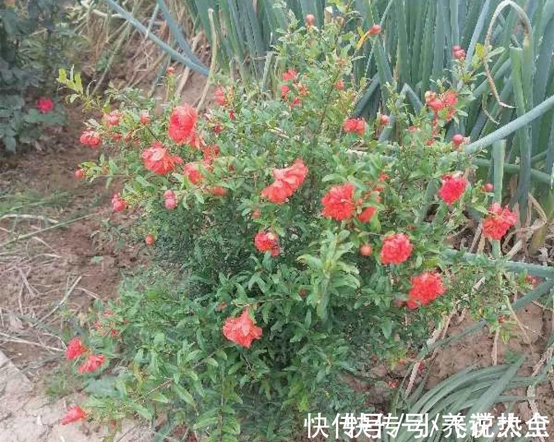 果子|家里养盆“招财花”,一年四季开红花结红果,“招财旺运”又红火