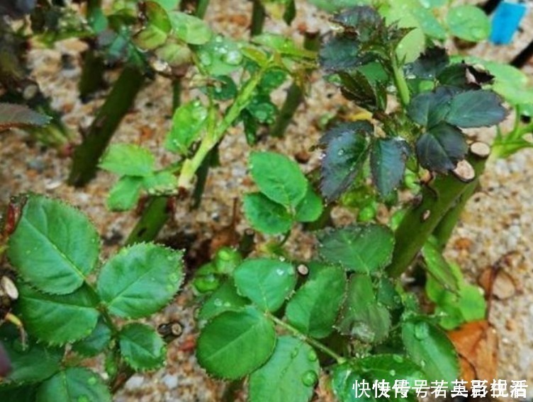 枝条|家家都有的“生根水”,不花1分钱,扦插花卉7天生白根,特好用!