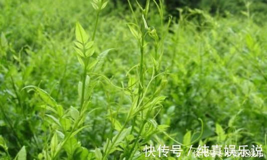 土家族|还在睡前喝牛奶？它是褪黑素的“搬运工”，坚持喝改善睡眠质量！