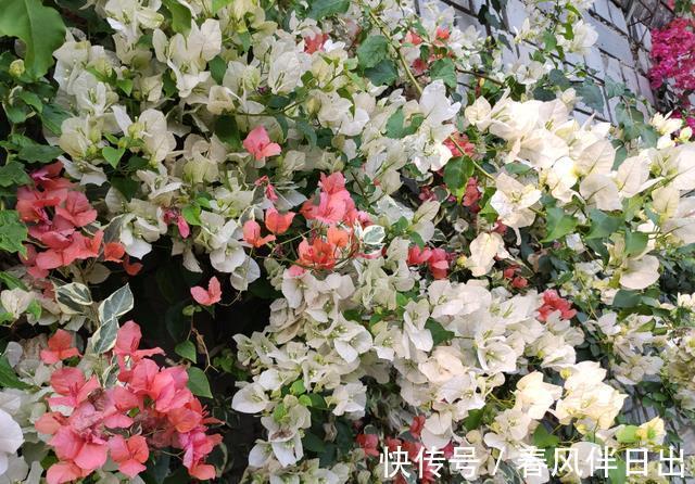 分化|这四种花是“旱鸭子”,叶片干焦也别急着浇水,旱养才能顺利开花