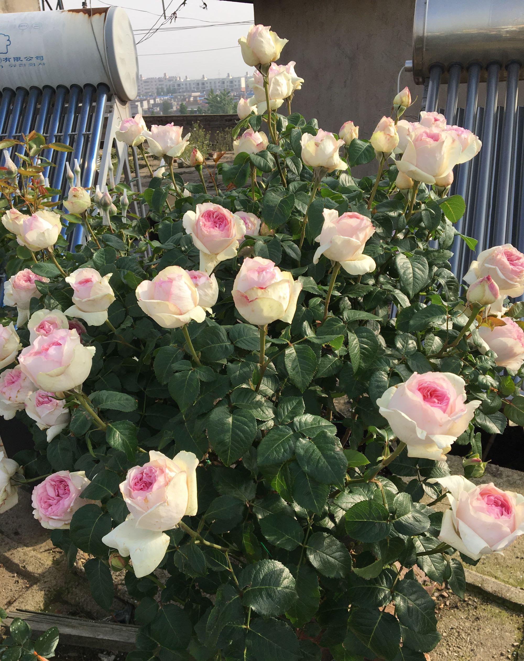 伊芙乙女心，月季界的仙女，又美又仙，浓香四溢，四季花开