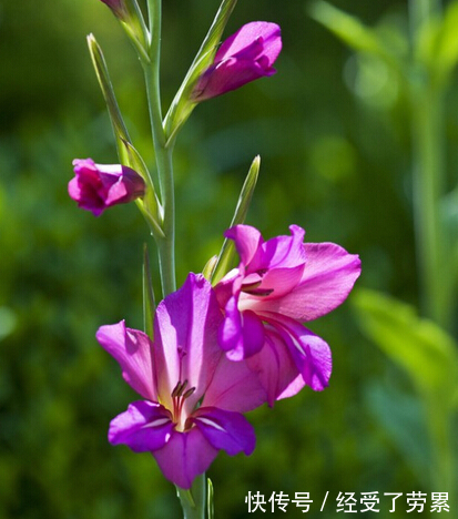 此花是一种高尚的花,所代表的是长寿和健康,是寓意吉祥的花