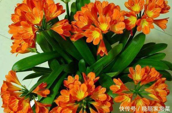 新手养护花卉,掌握几招秘诀,花朵蹭蹭冒,值得一试!