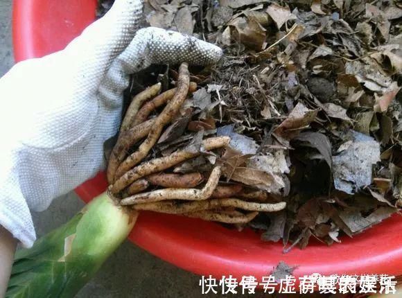 养花|老花匠:扔4种“东西”,就是扔钱,比花肥还好用,不花钱!