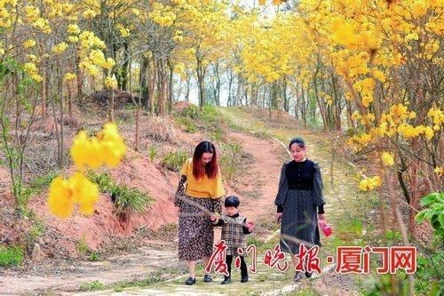 赏花好时节！翔安妙高山3.5万株黄花风铃木浪漫绽放