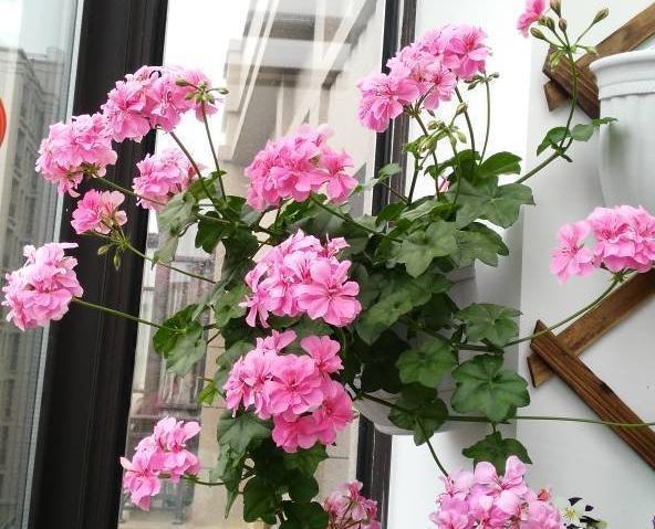 养花试试这几款,花期尽量减少太阳光照射,维持荫凉自然环境