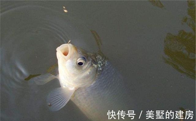 调漂|钓鱼技巧:子线钩距的大小,是由这些因素决定的,大小都有利弊