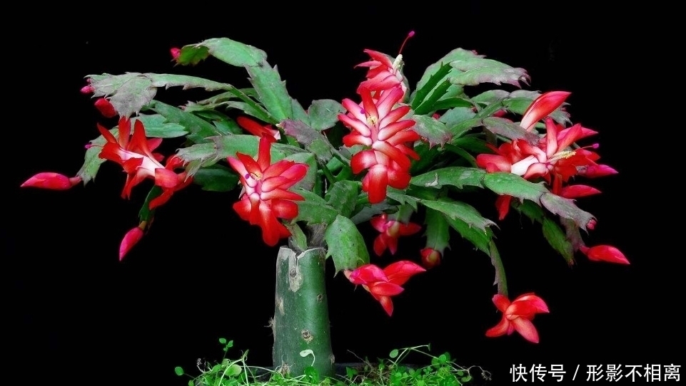 刚买来的蟹爪兰,做好这几点,保准让其蹭蹭长不停